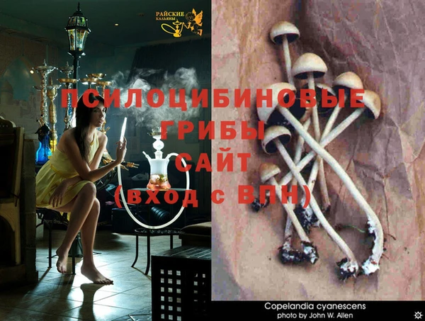 PSILOCYBIN Лиски
